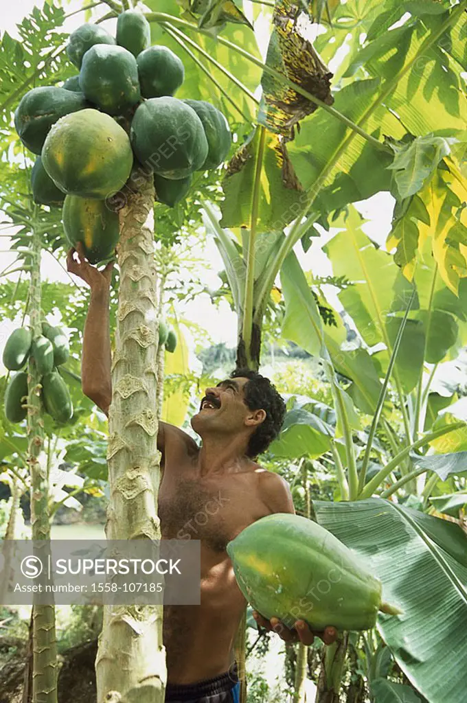Cuba, Baracoa, papaya-plantation, man, papayas, harvests, no models plantation, papaya-trees, trees, ´palms´, release, Central America, melon-trees, C...