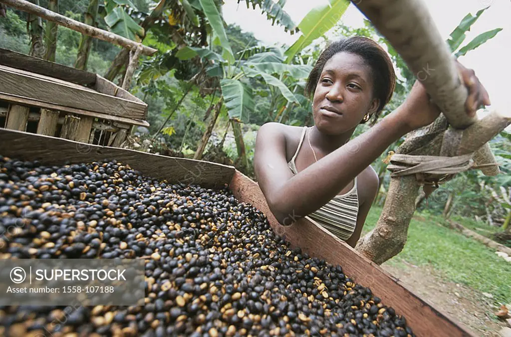 Cuba, Baracoa, coffee-plantation, woman, wood-box, coffee-beans, dries, , Central America, Cuban, natives, beans woman, ethnically, receptacles, coffe...