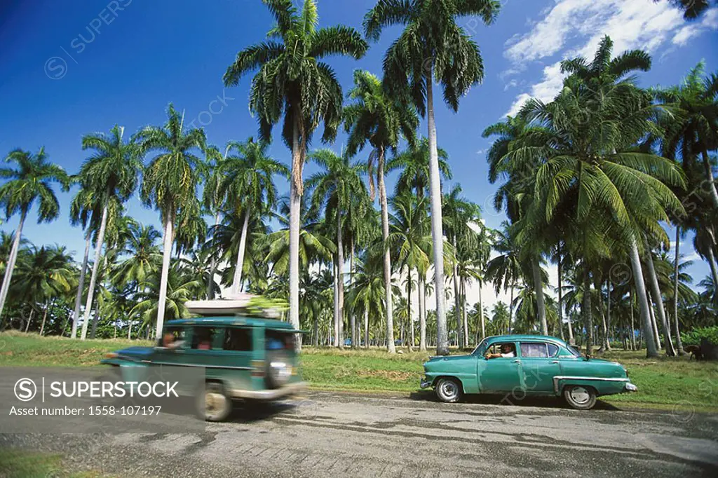 Cuba, Baracoa, palm-forest, coast-street, traffic, Central America, forest, trees, palms, street, cars, means of transportation, connection, symbol, d...