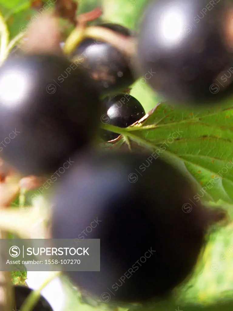Shrub, black currant, Ribes nigrum, fruits, detail, fuzziness, plant, useful plant, Stachbelbeergewächse, eel-berry, berries, nutrition, healthy, natu...