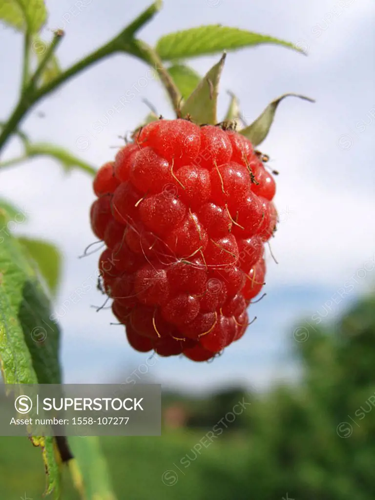 Raspberry-shrub, Rubus idaeus, detail, berry, nature, botany, plant, rose-plants, semi-shrub, shrub, raspberry, fruit, ripe, red, sweet, juicy, vitami...