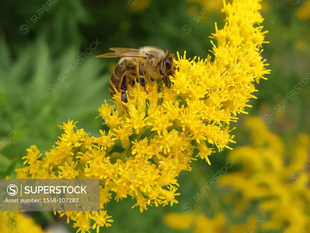 Branch, blooms, bee, nature, animal, insect, Hautflügler, diligently, dusts flowers, yellow, pollen, work-bee, outside,
