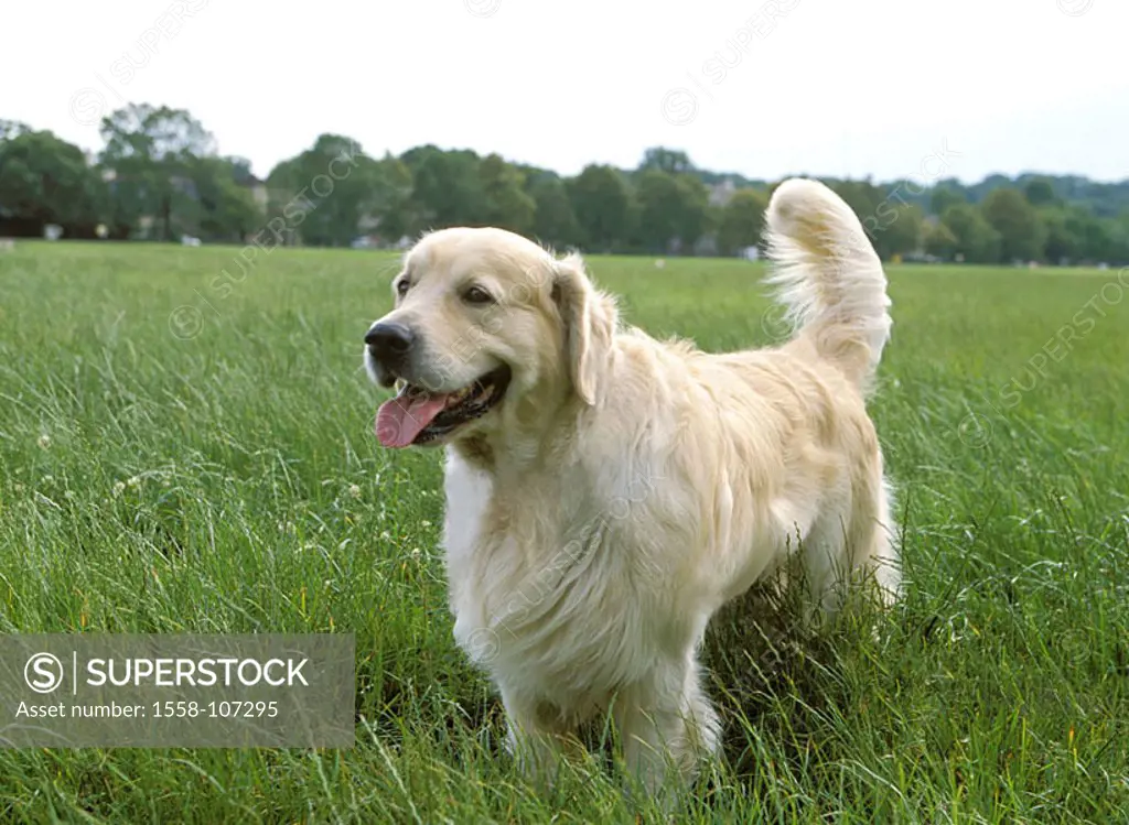 Meadow, dog, golden Retriever, pants, animal, mammal, pet, house-dog, race-dog, breed, accompanying-dog, fur, brightly, attention, vigilance, wastes t...