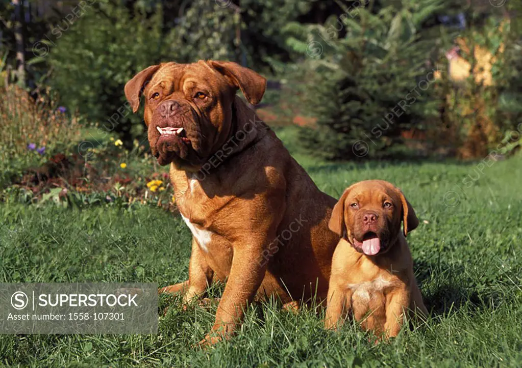 Bordeaux-mastiff, dam, puppy, sits, meadow, animals, mammals, dogs, house-dogs, pets, two, breed, race-dogs, accompanying-dogs, protection-dogs, young...