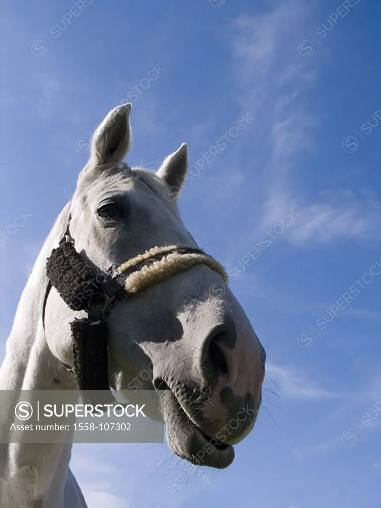 Horse, mold, portrait, from below, animal-portrait, animal, head, horse-head, halters, mammal, nose, Ramsnase, nostrils, mouth, outside, heavens, summ...