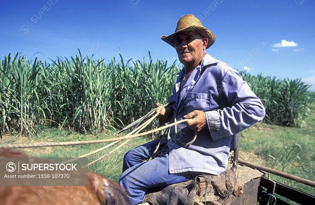 Cuba, Cueto, models vehicle, detail, no release, Central America, sugarcane, Cubans, native, senior, straw hat, horse-vehicle, horse-team, work, agric...
