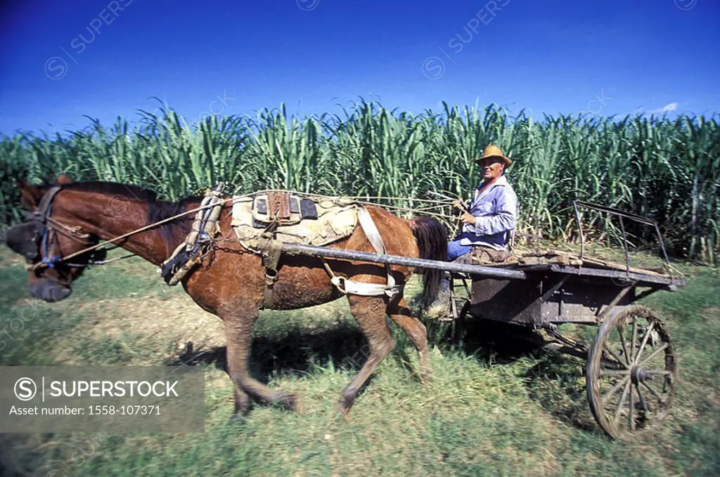 Cuba, Cueto, sugarcane-plantation, farmer, horse-vehicle, no models plantation, cultivation, sugarcane, Cubans, release, Central America, native, seni...