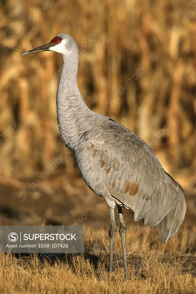 Canada-crane, Grus canadensis, at the side, Wildlife, wildlife, nature, animal, game-animal, bird, crane-birds, Gruiformes, crane, Sandhill-Kranich, S...