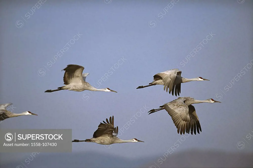Canada-cranes, Grus canadensis, flight, at the side, twilight, Wildlife, wildlife, nature, animals, game-animals, birds, crane-birds, Gruiformes, cran...