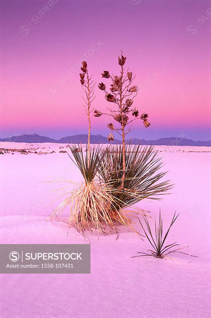 USA, New Mexico, of White sand national monument, desert, Soaptree yucca, yucca elata dusk North America United States of America sand, sand-sausages,...