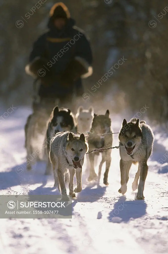 Sleigh-dogs, runs, man, fuzziness, animals, mammals, dogs, harnessed, harnessed, dog-team, sleigh-dog-team, sleighs, transportation-sleighs, dog-sleig...