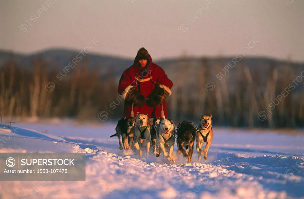 Sleigh-dogs, runs, man, fuzziness, dusk, animals, mammals, dogs, harnessed, harnessed, dog-team, sleigh-dog-team, sleighs, transportation-sleighs, dog...