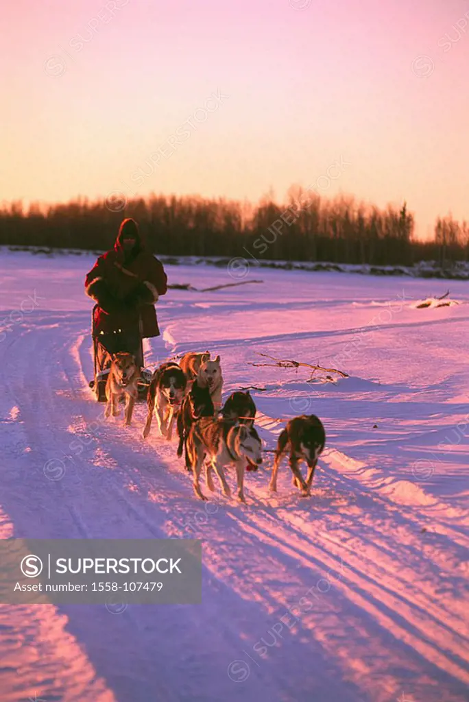 Sleigh-dogs, runs, man, moves, dusk, animals, mammals, dogs, harnessed, harnessed, dog-team, sleigh-dog-team, sleighs, transportation-sleighs, dog-sle...