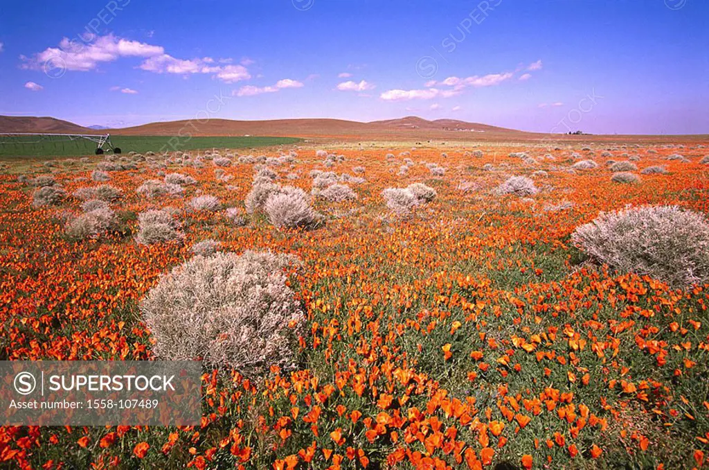 USA, California, Antelope Valley, flower-meadow, Californian poppy, Escholtzia californica, North America, United States of America, nature, landscape...