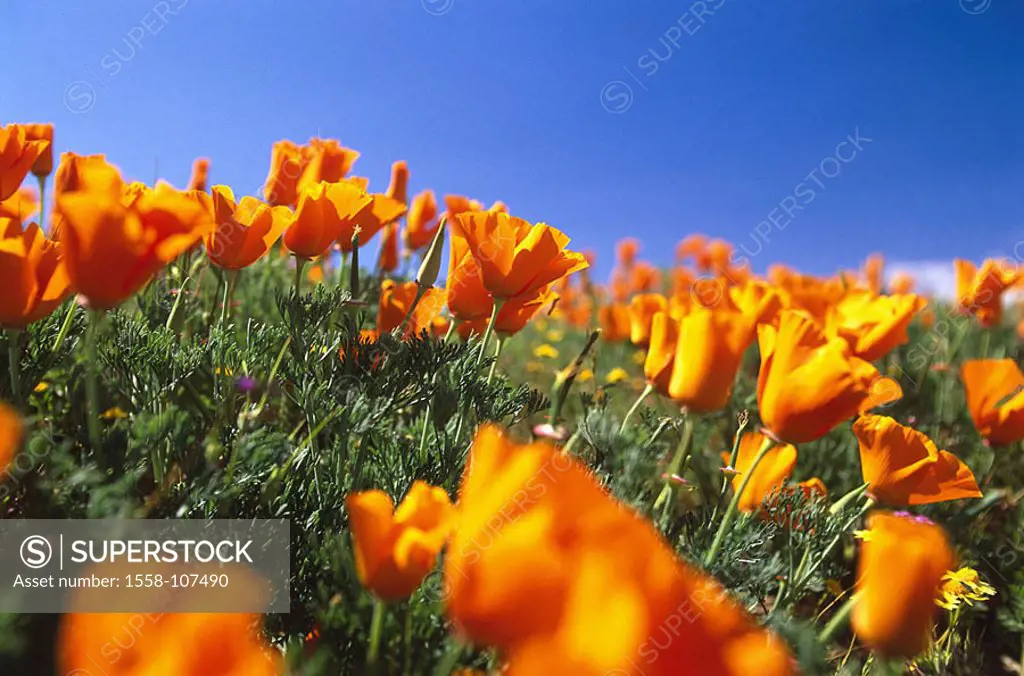 Flower-meadow, Californian poppy, Escholtzia californica, nature, botany, vegetation, plants, flowers, poppies, blooms, orange, heavens, blue, sunny, ...