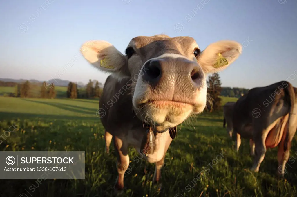 Pasture, cows, cow, highland-shaft, mountain-meadow, looks meadow, animals, mammals, usefulness-animals, cow, head, ear, earmark, marking, symbol, ani...