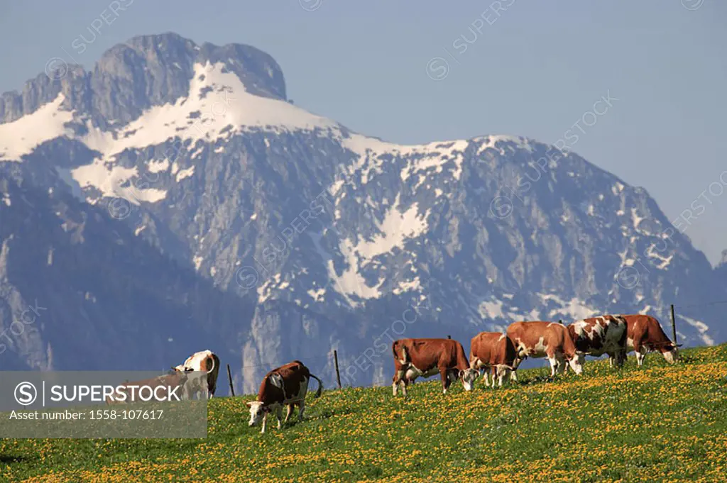 Germany, Bavaria, Allgäu, Tannheimer Alps, mountain-meadow, cows, spring, Southern Germany, Ostallgäu, king-corners, landscape, highland-shaft, mounta...