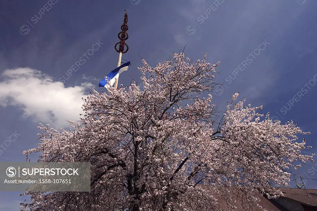 Germany, Bavaria, cherry tree, blooms, detail, background, maypole, waiter-Bavaria, Schlehdorf, tree, prime, cherry-bloom, season, spring, spring, nat...