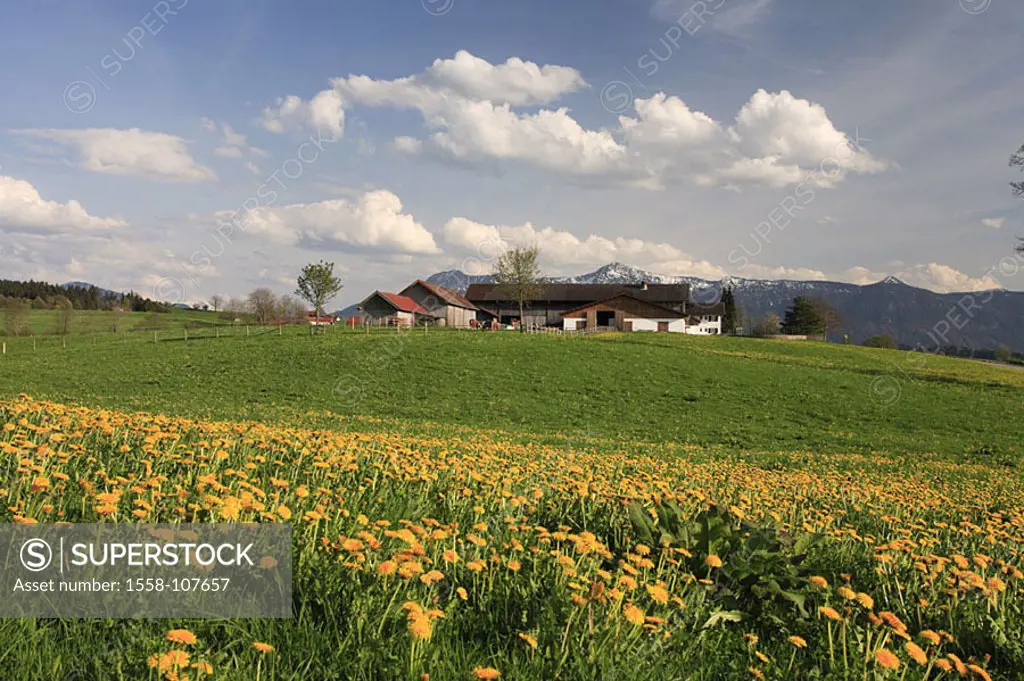 Germany, Bavaria, Pfaffenwinkel, field-landscape, farm, spring, Southern Germany, landscape, spring-meadow, flowers, spring-flowers, dandelion, Taraxa...