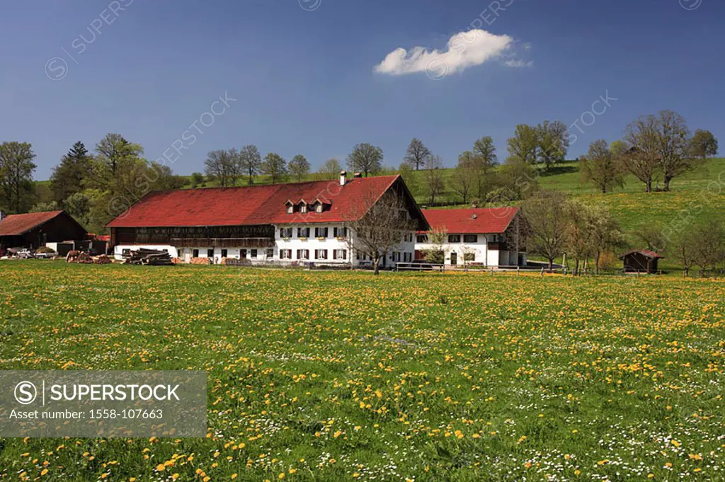 Germany, Bavaria, Pfaffenwinkel, flower-meadow, farm, spring, Southern Germany, meadow, flowers, spring-flowers, farmhouse, residence, rural, silence,...