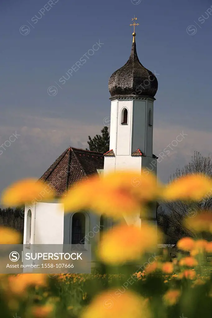Germany, waiter-Bavaria, Penzberg, dandelion-meadow, church St  Johannisrain, Bavaria, Tölzer country, parish-church, flower-meadow, spring-flowers, f...