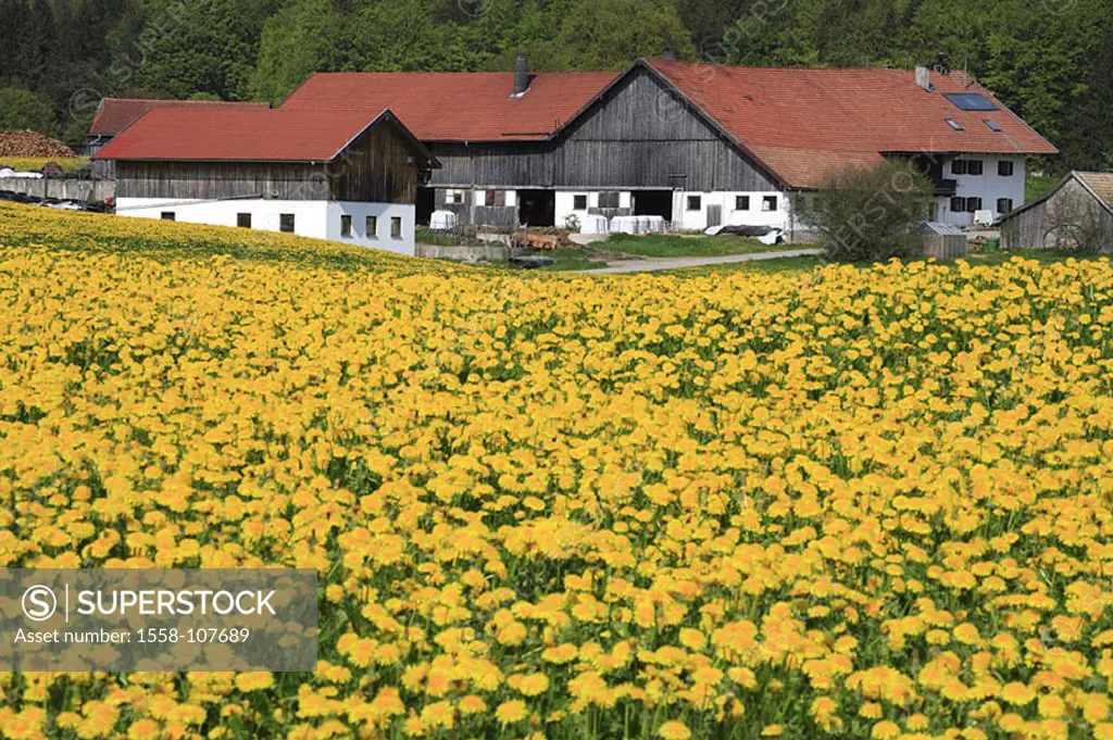 Germany, Bavaria, dandelion-meadow, farm, spring, Southern Germany, Fünf-Seen-Land, flower-meadow, spring-meadow, flowers, spring-flowers, dandelion, ...
