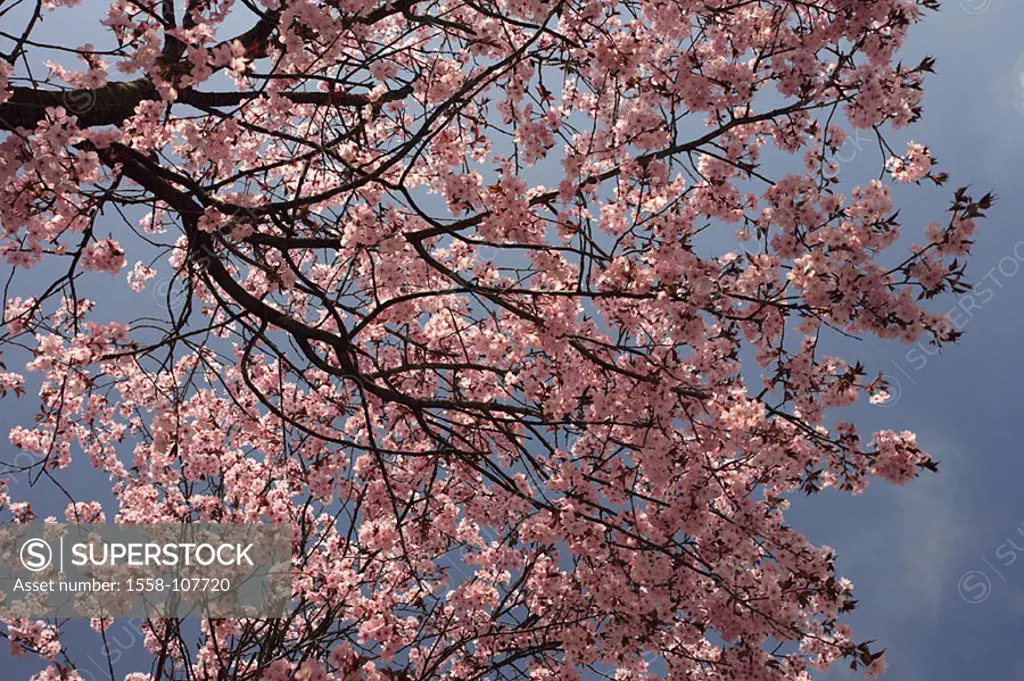 Cherry tree, Prunus spec , Detail, branches, blooms, pink, from below, plant, tree, fruit tree, blooms, prime, cherry-bloom, season, spring, spring, n...