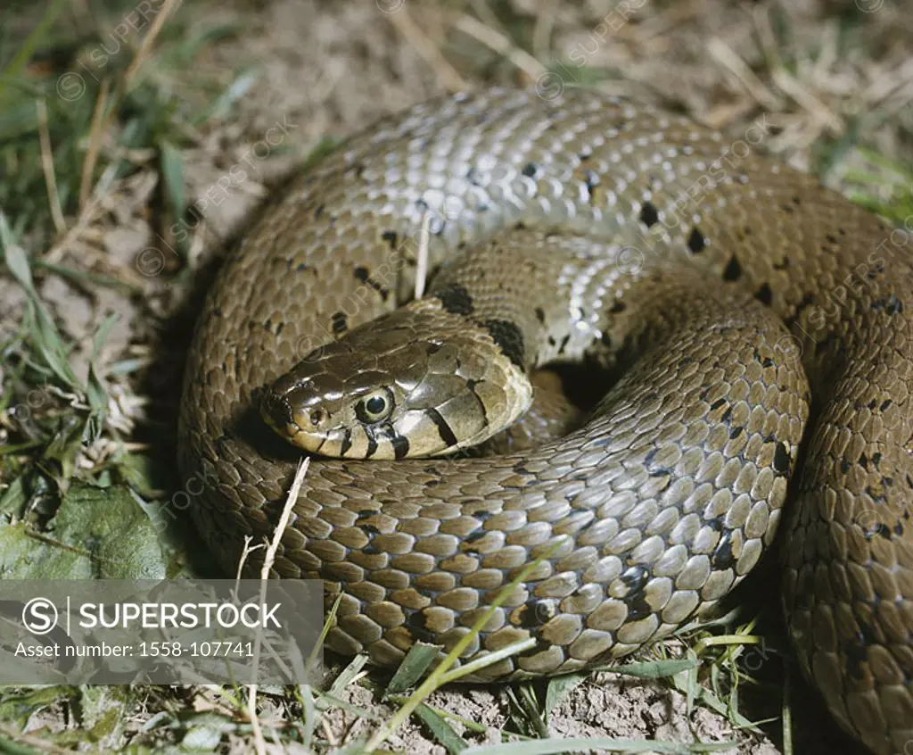 Clay-ground, ringlet-adder, Natrix natrix, rolled up, wildlife, animal, reptile, reptile, snake, adder, non-polluting, more tepidly, vigilance, grass ...