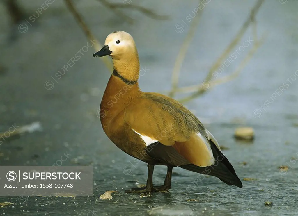 Ice-surface, rust-goose, Tadorna ferruginea, wildlife, animal, bird, semi-geese, goose-bird, duck-bird, goose, outside,