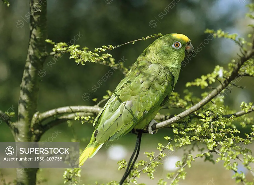 Shrub, yellow-head-Amazon, Amazona ochrocephala belizensis, wildlife, animal, bird, parrot, Amazon, plumages, green, yellow, exotic, tropical, vigilan...
