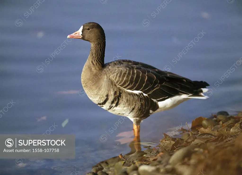 Shores, Blässgans, Anser albifrons, at the side, wildlife, animal, game-animal, bird, goose, duck, duck-bird, goose, water, stands, outside,