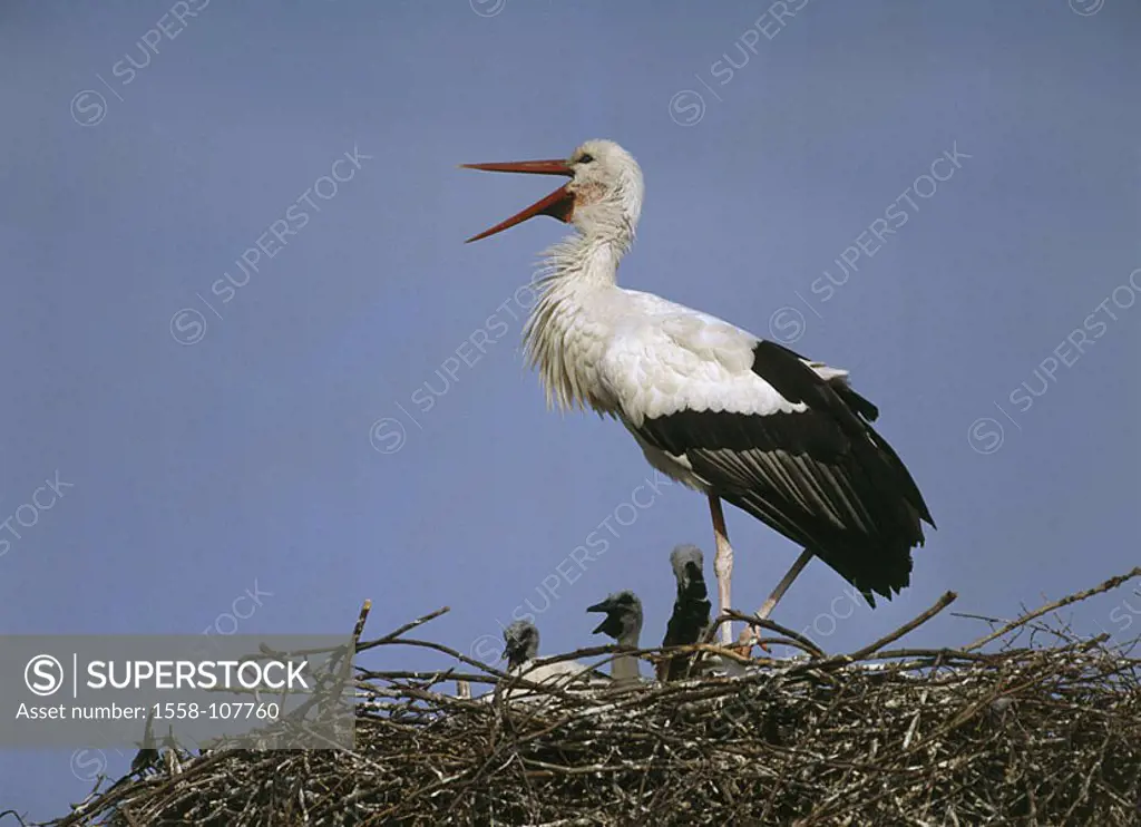 Storchennest, white-stork, Ciconia ciconia, young, wildlife, guard Wildlife, animals game-animals animals birds waders, Störche, Ciconiidae, migratory...