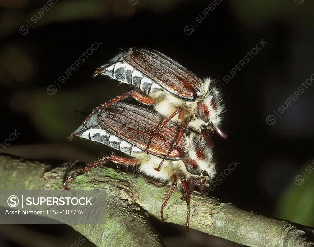 Branch, forest-maybugs, Melolontha hippocastani, combination, at the side, animals, insects, bugs, leaf-horn-bugs, maybugs, steed-chestnut-maybugs, co...