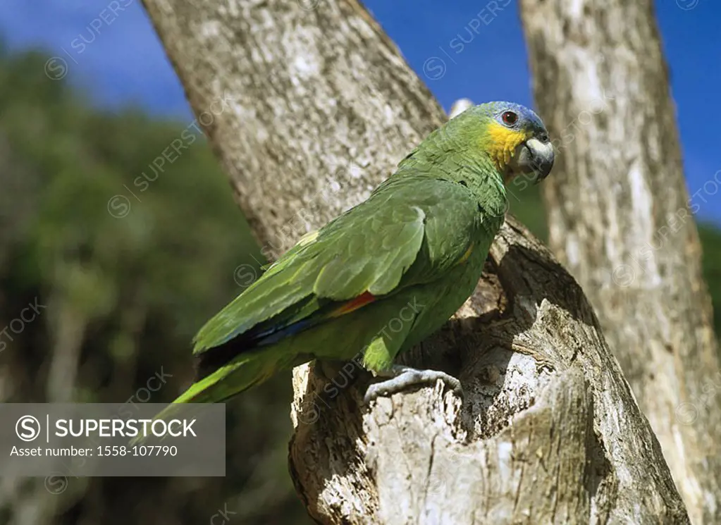 Log, Venezuela-Amazon, Amazona Amazonica, attention, wildlife, animal, bird, parrot, Amazon, big-parrot, orange-winged Amazon