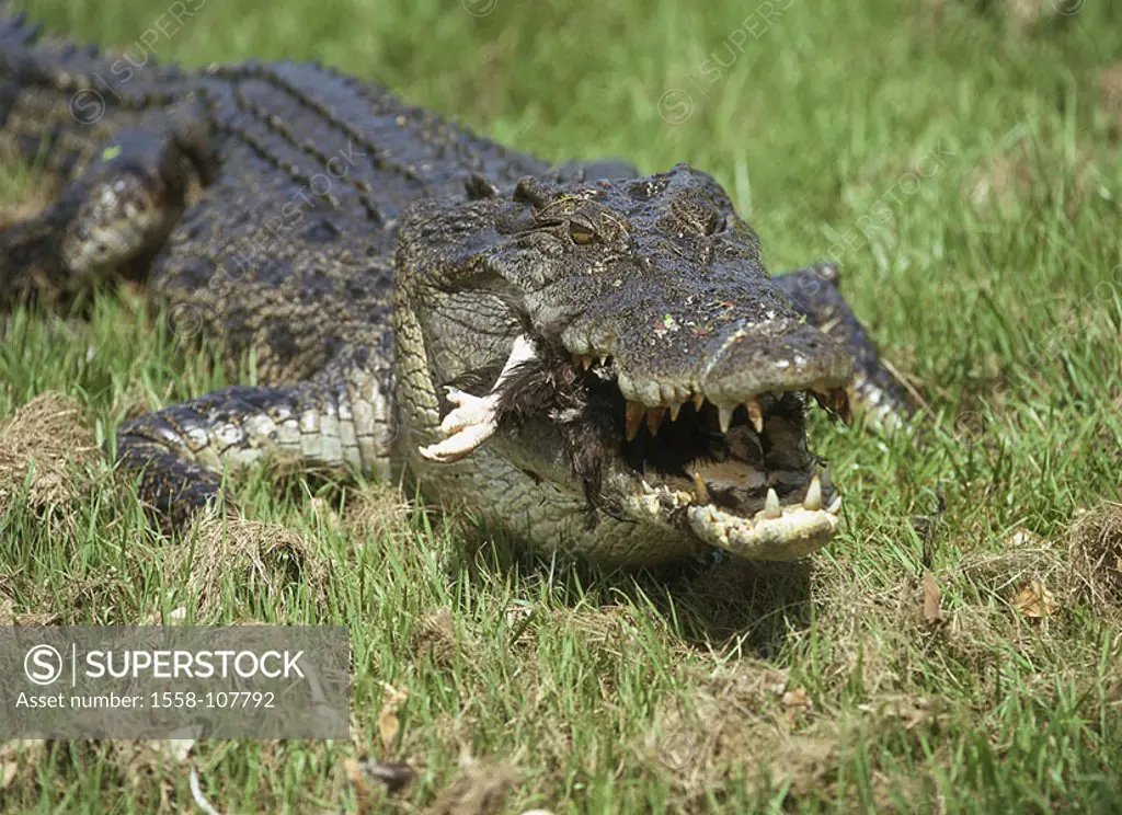Wildlife eat meadow, strip-crocodile, Crocodylus porosus, loot, wildlife, animal game-animal reptile reptile tank-lizard, crocodile, Crocodylia, eatin...