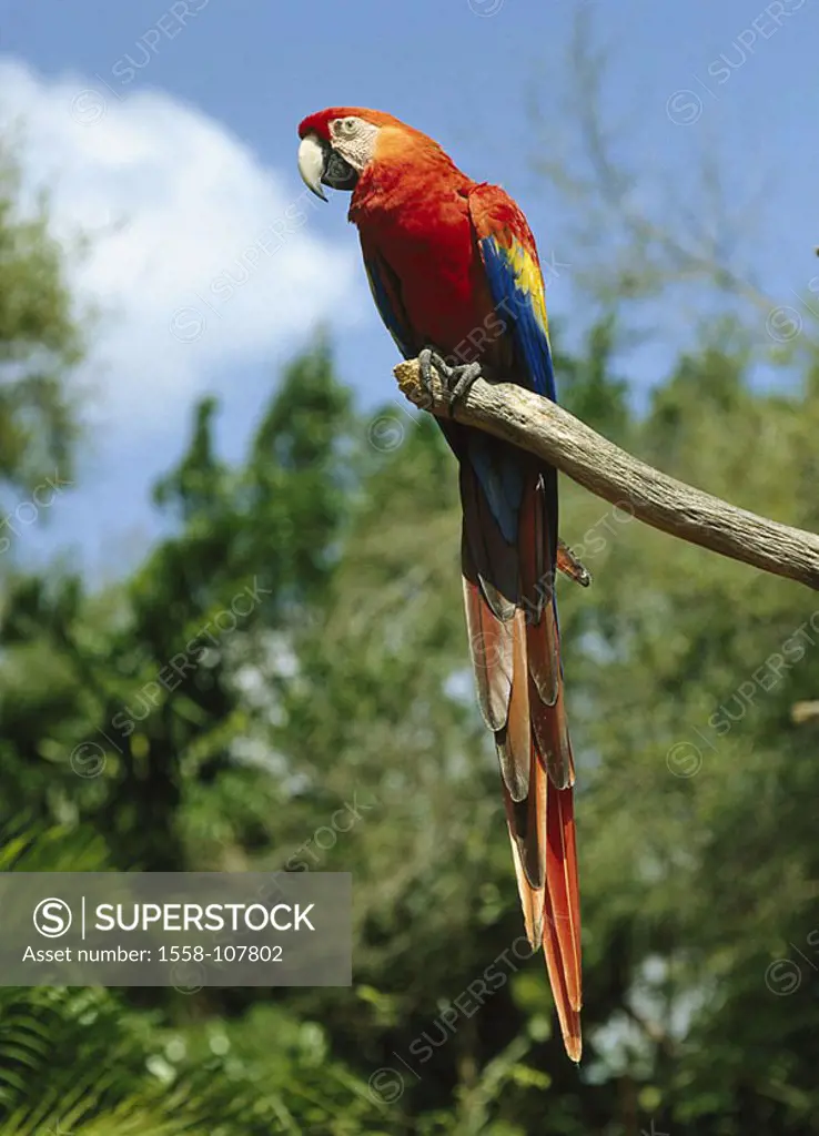 Branch, Hellroter Ara, Ara macao, wildlife, animal, bird, parrot, Arakanga, parrot-bird, Psittacidae, plumages, colorfully, colorfully, exotic, tropic...