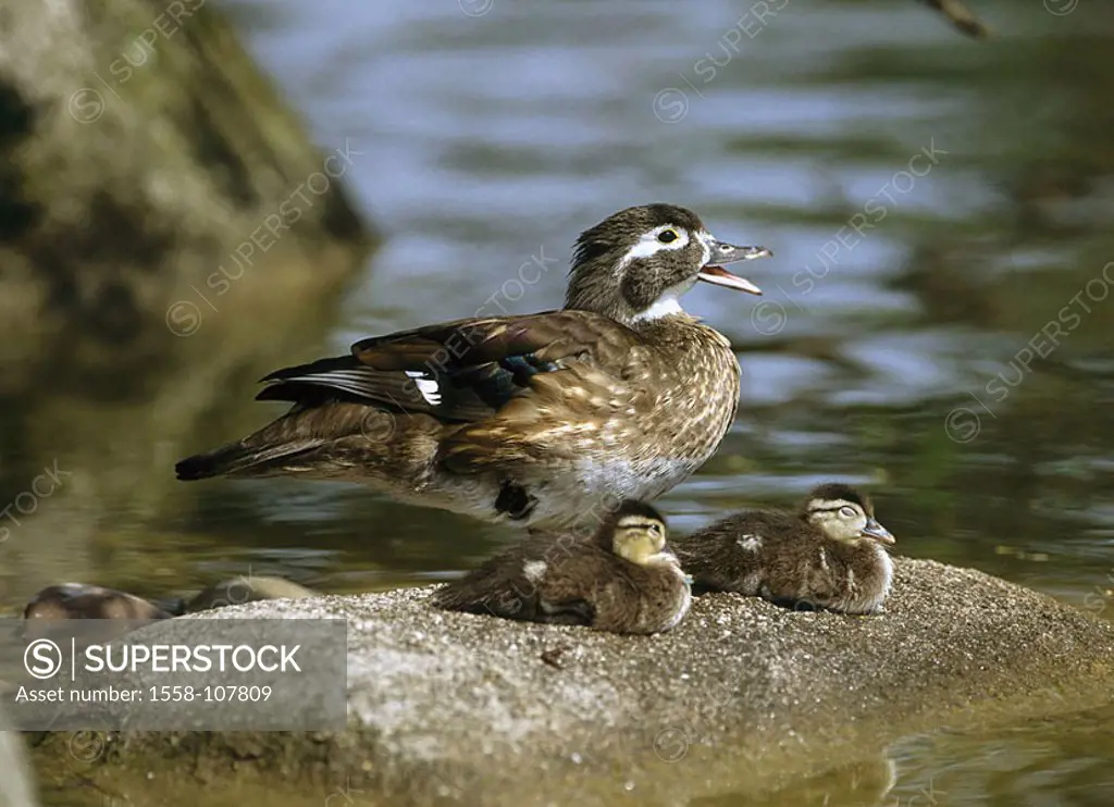 Waters, stone, bride-duck, Aix sponsa, alto-bird, young, wildlife, animals, birds, waterfowls, duck-birds, shine-ducks, ducks, female, dam, boys, duck...