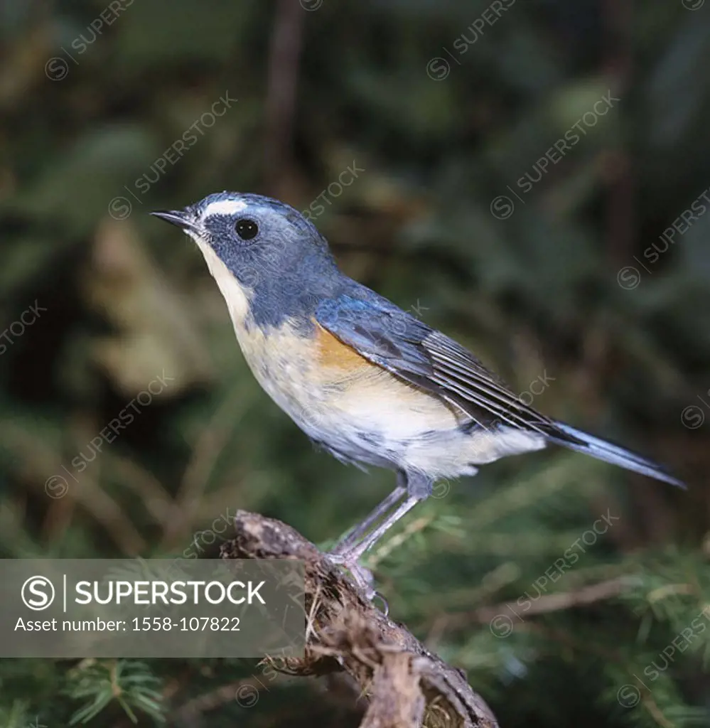 Forest, branch, blue-tail, Tarsiger cyanurus, at the side, wildlife, animal, game-animal, bird, vigilance, outside,