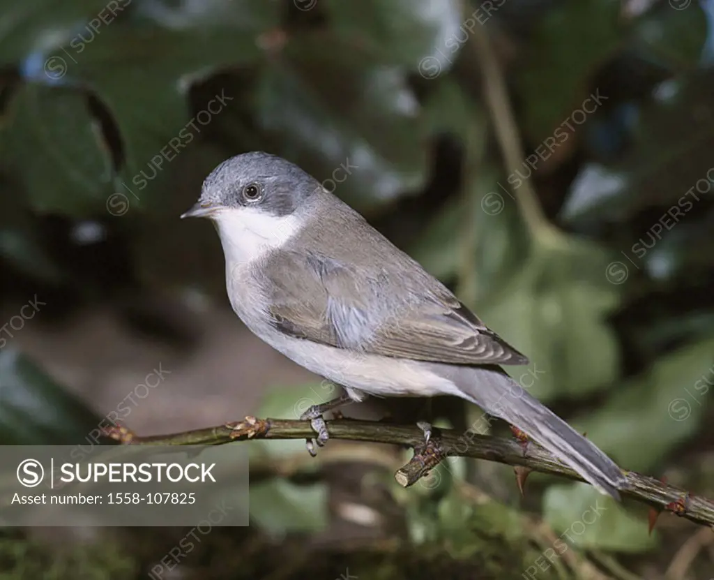 Branch, fence-warbler, Sylvia Curruca, wildlife, Wildlife, animal, bird, sparrow-bird, Singvogel, warbler, rattle-warbler, outside,