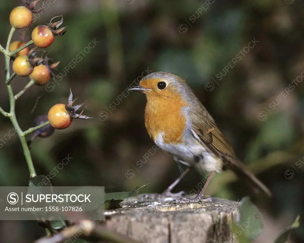 Forest, stub, robins, Erithacus rubecula, wildlife, animal, bird, sparrow-bird, Singvogel, throttle,