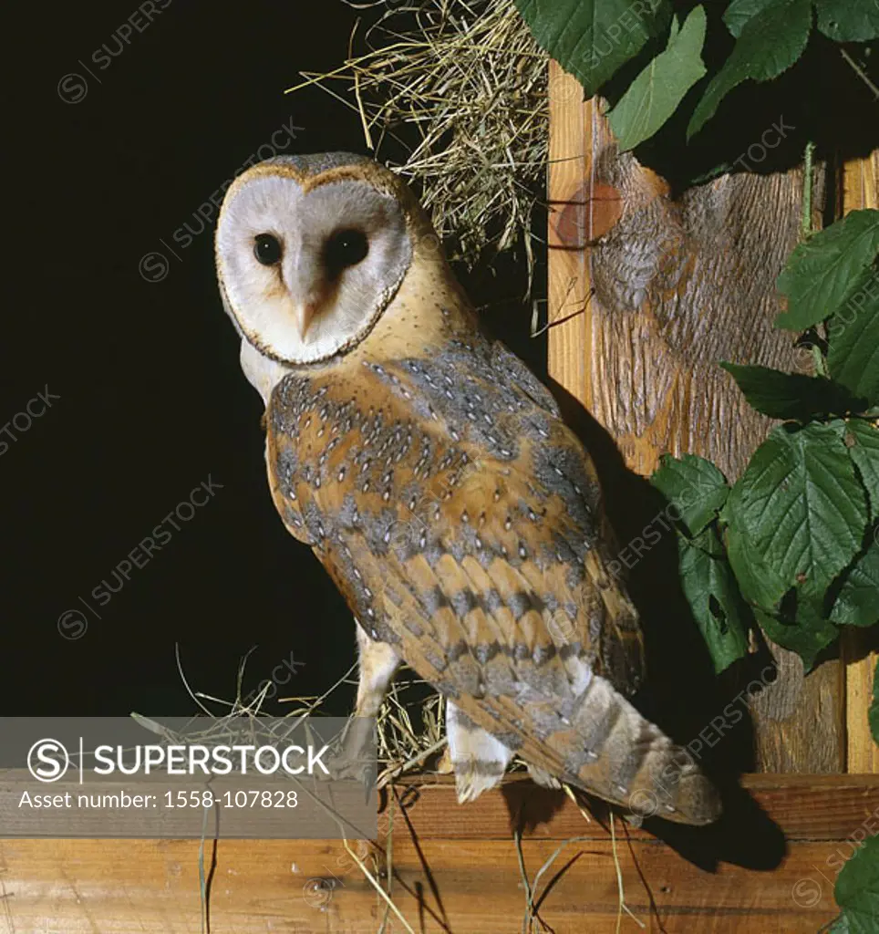 Barn, windows, veil-owl, Tyto alba, wildlife, wilderness, Wildlife, animal, bird, owl-bird, owl, Strigiformes, Tytonidae, barn owl,
