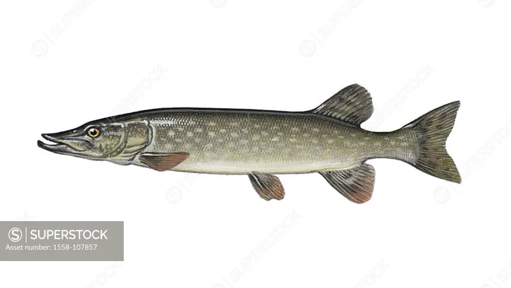 Illustration, European pike, Esox lucius, NOT FREELY FOR BOOK-INDUSTRY, series, animal, vertebrate, fish, bone-fish, freshwater-fish, robbery-fish, fo...