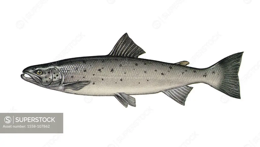 Illustration, European salmon, Salmon salar, NOT FREELY FOR BOOK-INDUSTRY, series, animal, vertebrate, fish, bone-fish, trout-fish, Atlantic salmon, f...