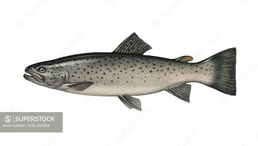Illustration, sea-trout, Salmon trutta forma trutta, NOT FREELY FOR BOOK-INDUSTRY, series, animal, vertebrate, fish, bone-fish, trout-fish, salmon-tro...