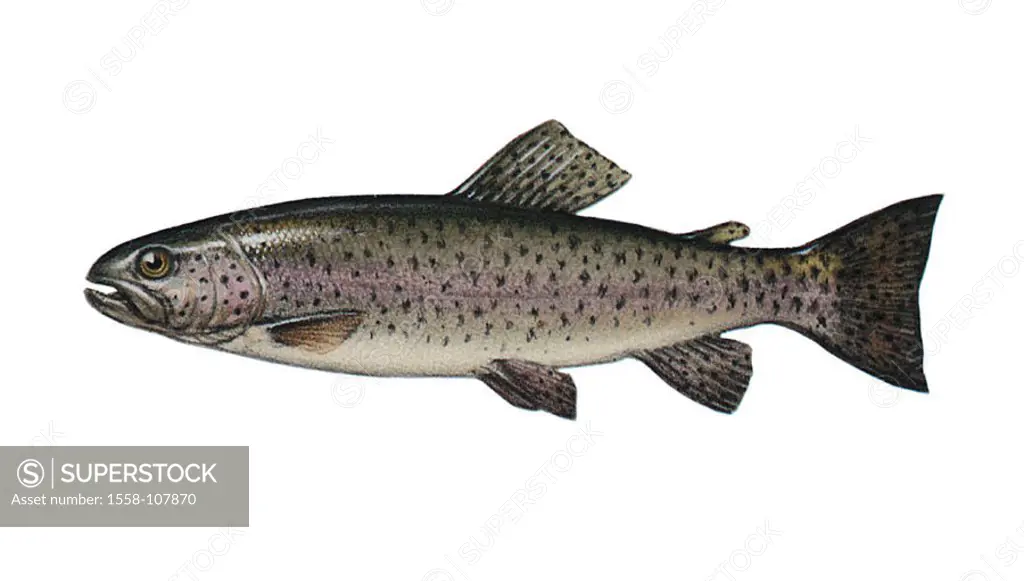 Illustration, rainbow-trout, Oncorhynchus mykiss, NOT FREELY FOR BOOK-INDUSTRY, series, animal, vertebrate, fish, bone-fish, trout, Salmo gairdneri, f...