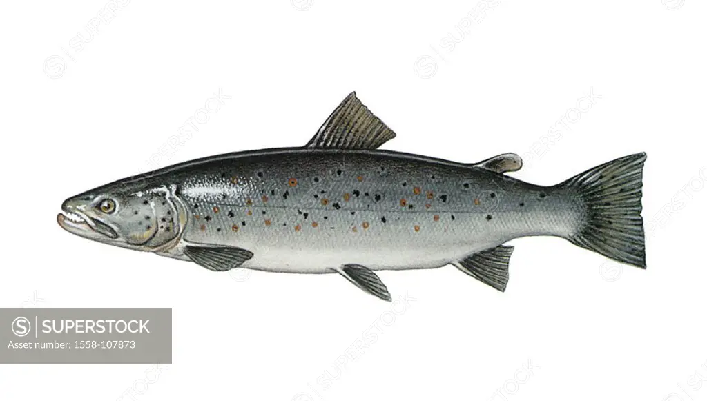 Illustration, sea-trout, Salmo trutta forma lacustris, NOT FREELY FOR BOOK-INDUSTRY, series, animal, vertebrate, fish, bone-fish, trout, blue-trout, g...