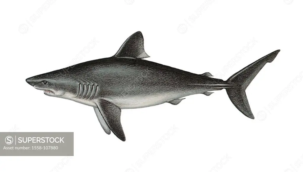 Illustration, herring-shark, Lamna nasus, NOT FREELY FOR BOOK-INDUSTRY, series, animal, vertebrate, fish, cartilage-fish, robbery-fish, quite-bodies, ...