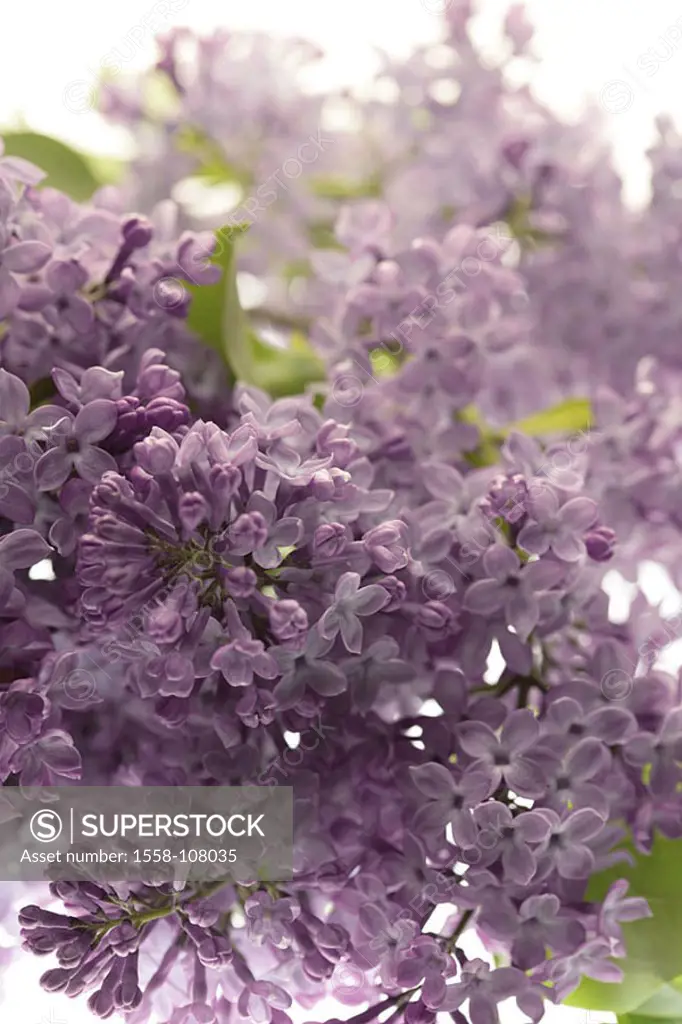 Mean lilac, Syringa vulgaris, blooms, purple, close-up, nature, vegetation, botany, plant, oil-tree-plant, shrub, ornament-shrub, prime, blooms, Blüte...