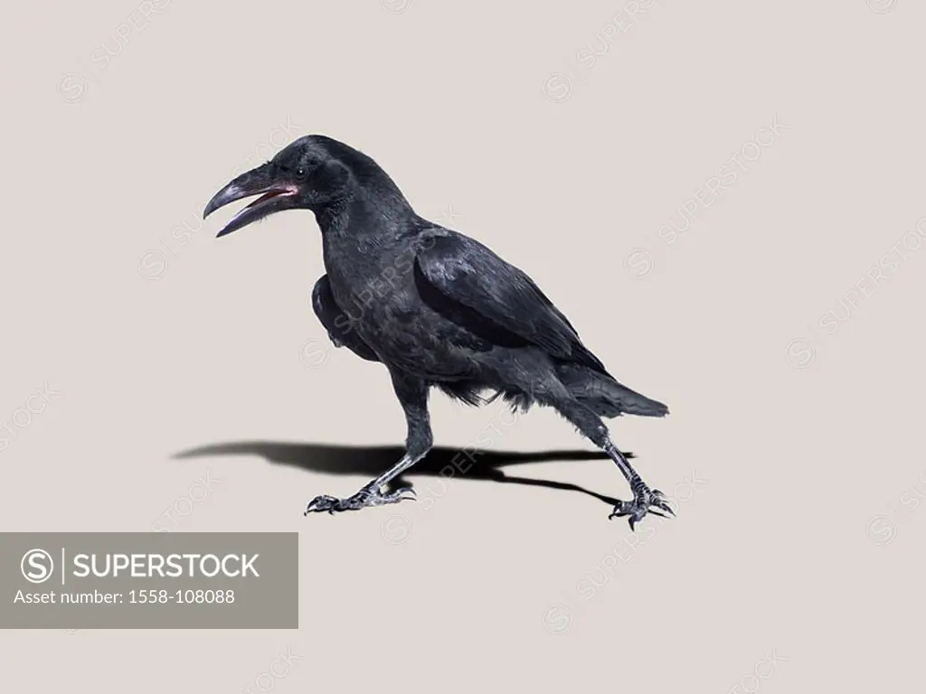 Kolkrabe, Corvus corax, movement, series, wildlife, animal, bird, raven-bird, crow, Corvidae, Singvogel, raven, black, young, squab, studio,