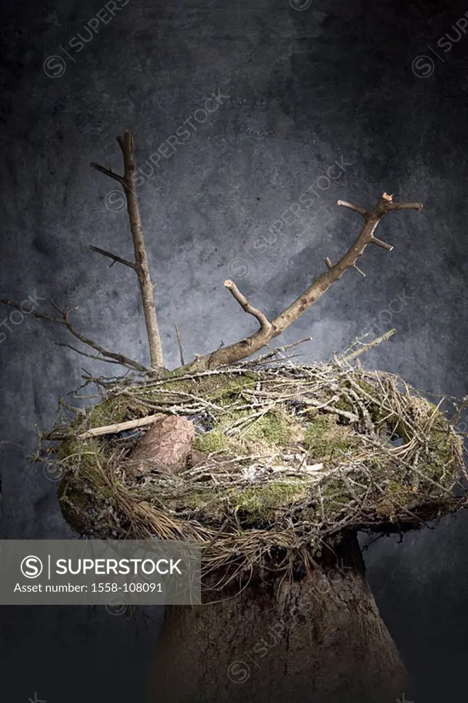 Stub, bird-nest, empty, wood-trunk, raven-nest, nest, eyrie, hotbed, branches, barks, barks, moss, nest-construction, skill, concept, shelter,